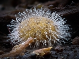 Kugelspringer (Sminthuridae, Collembola) von dem erst kürzlich entdeckten Pilz Pandora batellata parasitiert. Kugelspringer sind sehr klein, sie werden nur 0,5 bis 2 mm groß.